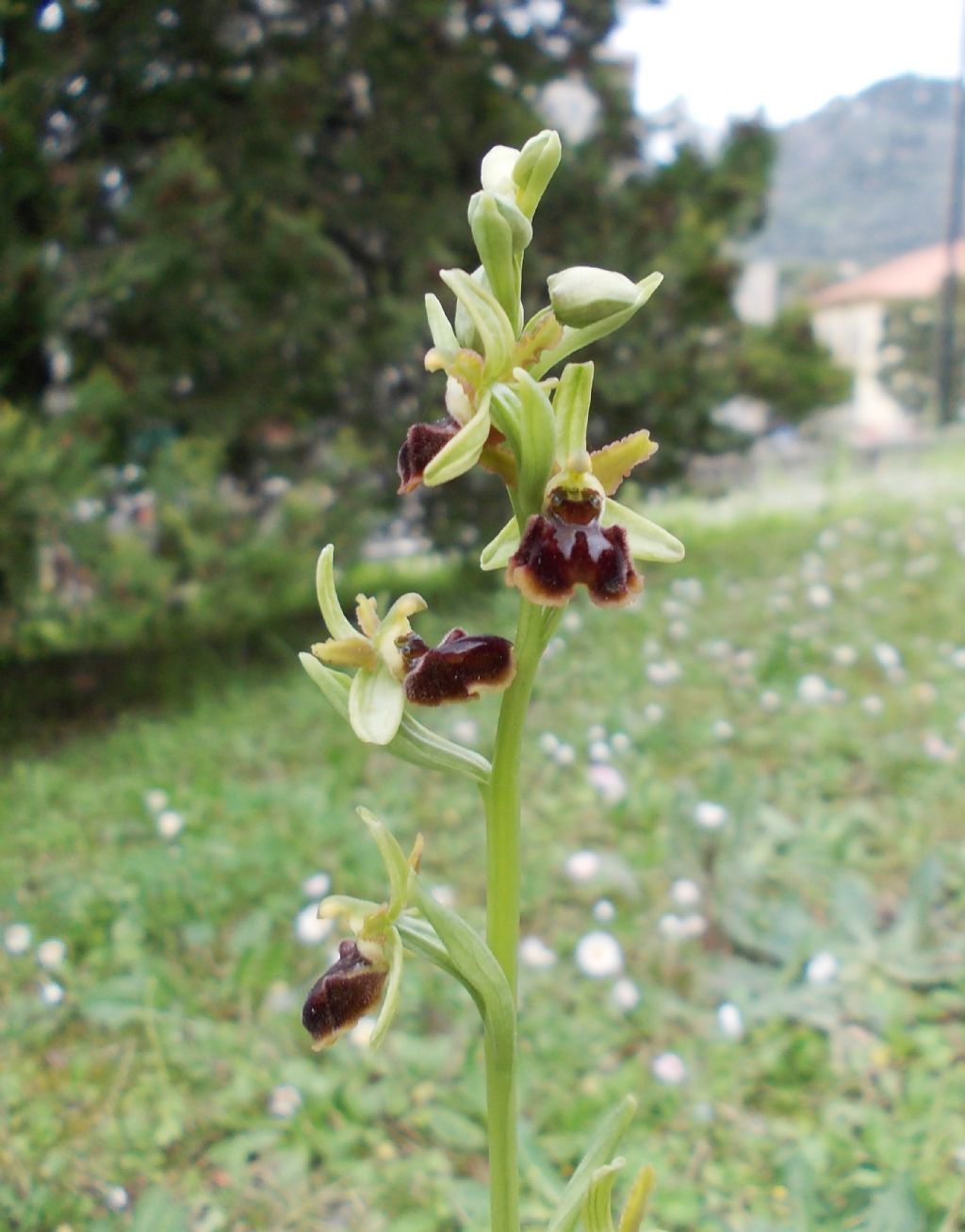 E'' tutto in fiore...